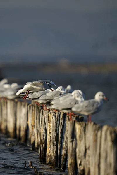 Selective Focus Shot Seabirds Perched Wooden Logs Sea Bokeh Lights — 图库照片