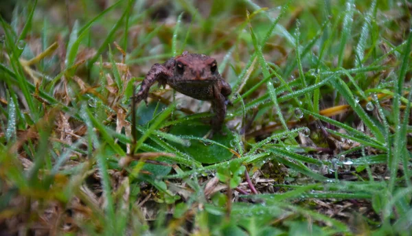 朝雨滴で覆われた湿った草の地面に這う小さな不気味なつま先 — ストック写真