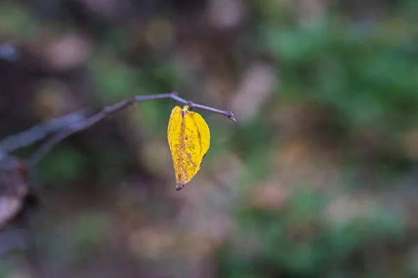 Detailní Záběr Žlutého Podzimního Listu Šedým Bokeh Světly Pozadí — Stock fotografie