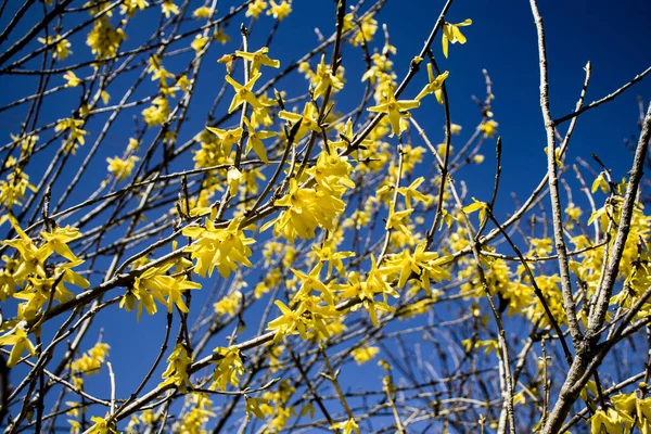 Niski Kąt Strzał Drzewa Kwitnącymi Żółtymi Kwiatami Błękitnym Tle Nieba — Zdjęcie stockowe