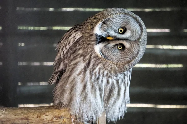 Gran Búho Gris Inclinando Cabeza Sobre Una Rama — Foto de Stock