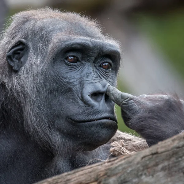 Portrait Funny Gorilla Wild — Stockfoto