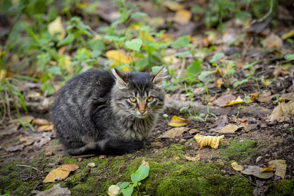 Portrét Půvabné Šedé Kočky Parku Podzim — Stock fotografie