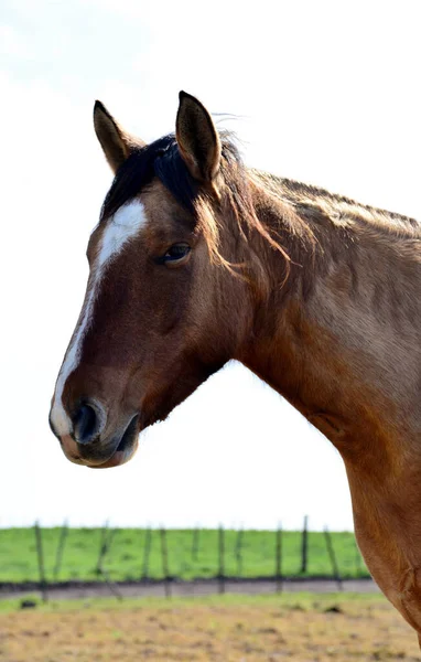 Krásný Hnědý Kůň Farmě — Stock fotografie