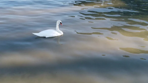 Uma Vista Panorâmica Cisne Branco Nadando Pacificamente Lago — Fotografia de Stock