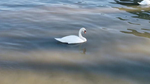 Una Vista Panorámica Cisne Blanco Nadando Pacíficamente Lago —  Fotos de Stock