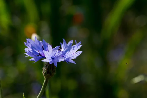 Foco Seletivo Uma Flor Milho Azul Crescendo Campo — Fotografia de Stock