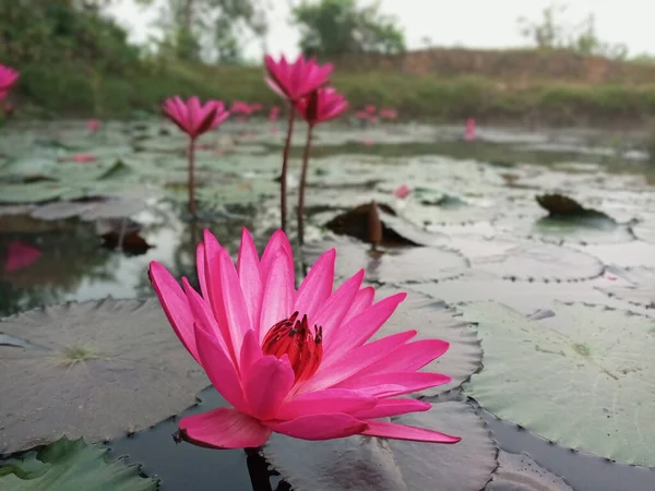 Pink Nymphaea Antares Water Surface — Stock Photo, Image