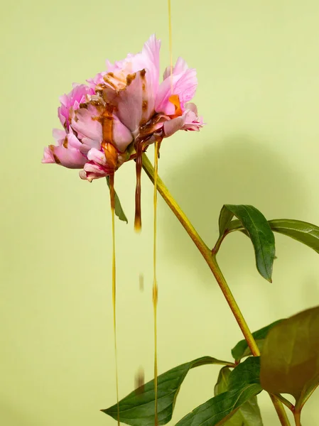 Fresh Natural Real Big Pink Peopny Flower Stem Uma Cena — Fotografia de Stock