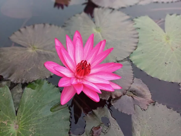 Pembe Nymphaea Antares Yakın Çekimi — Stok fotoğraf