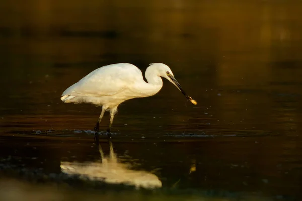 Closeup Shot Great Egret Walking Wetland — Stock Photo, Image