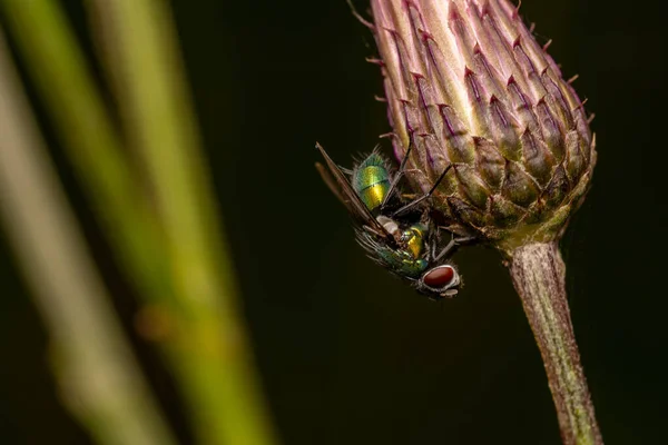 Selektivt Fokus Flue Blomsterknopp Svart Bakgrunn – stockfoto