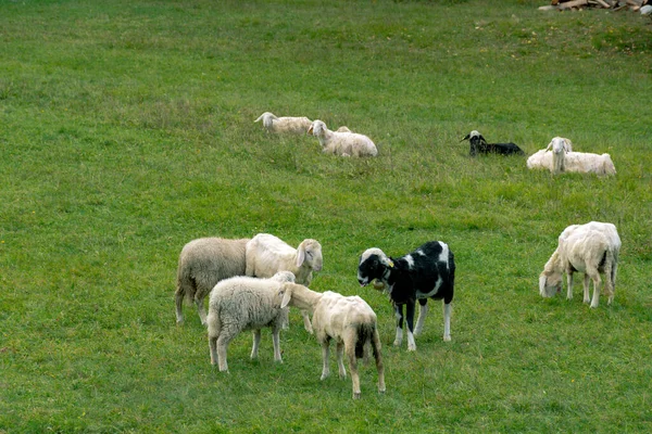 Flock Sheep Pasturing Green Grass Field Sunny Day — 图库照片