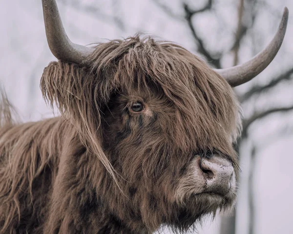 Egy Közeli Felvétel Egy Barna Hajú Highland Bikáról — Stock Fotó