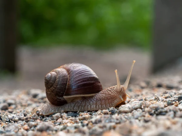 Foco Seletivo Caracol Rastejando Chão Parque — Fotografia de Stock