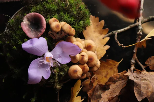 Μια Κορυφαία Άποψη Του Crocus Banaticus Λουλούδι Μανιτάρια Και Φύλλα — Φωτογραφία Αρχείου