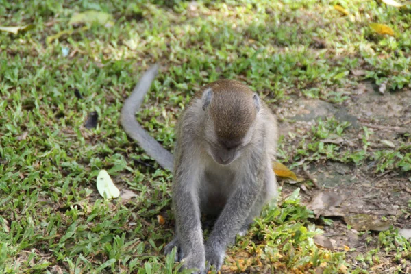 Eine Hochwinkelaufnahme Eines Affen Wald Während Des Tages — Stockfoto