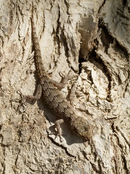Selective Kotschy Gecko Mediodactylus Kotschyi Greece — Stock Photo, Image