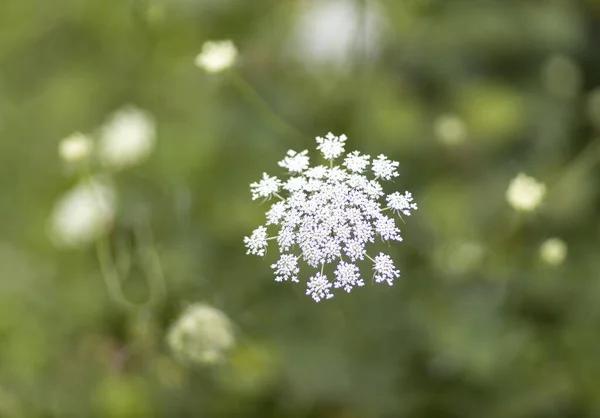 Gros Plan Une Petite Fleur Blanche Fleurissant Dans Jardin Avec — Photo