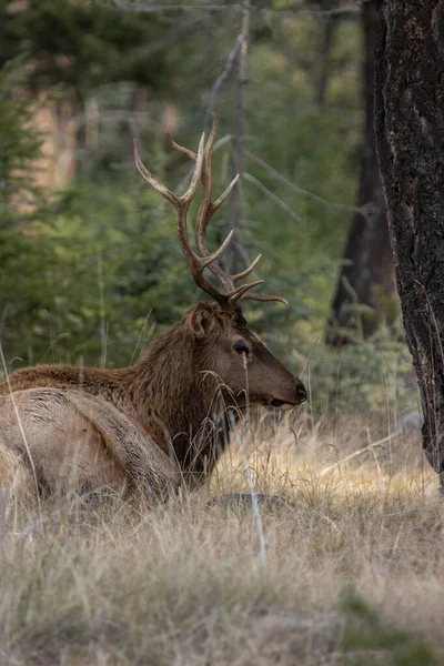 Gros Plan Cerf Dans Forêt — Photo