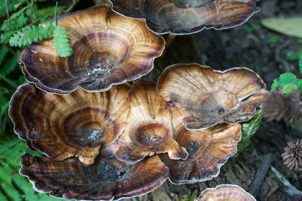 버섯의 아름다운 — 스톡 사진