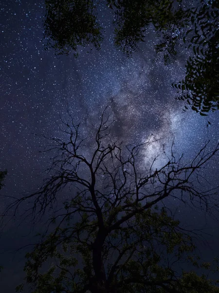 Plano Vertical Bajo Ángulo Los Cielos Mágicos Estrellados Por Noche — Foto de Stock