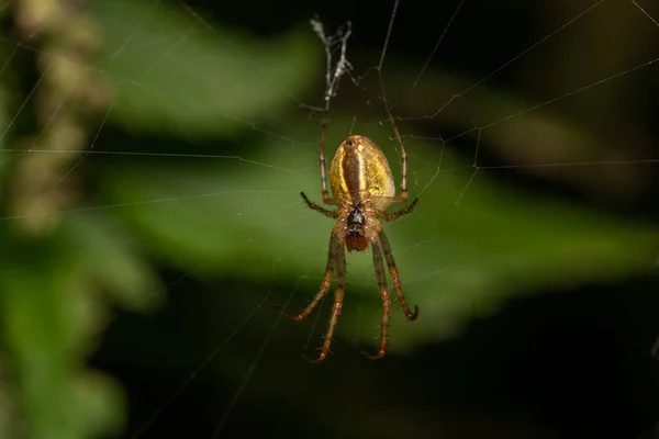 Μια Επιλεκτική Εστίαση Μιας Αράχνης Ύφανση Ενός Ιστού Μεταξύ Των — Φωτογραφία Αρχείου