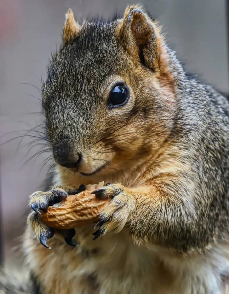 Closeup Selective Focus Shot Fluffy Squirrel Holding Peanut Looking Camera — Stock Photo, Image