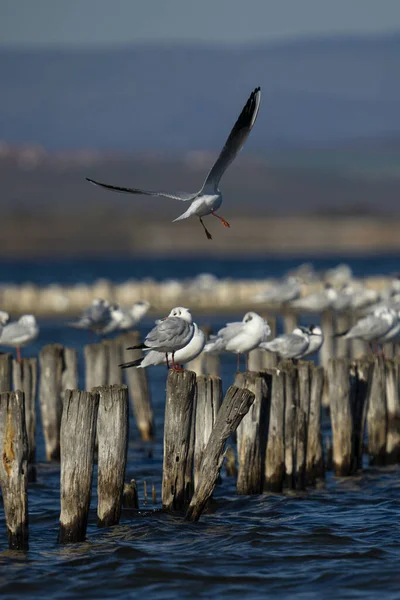 Een Prachtig Uitzicht Meeuwen Staand Houten Palen Het Water — Stockfoto