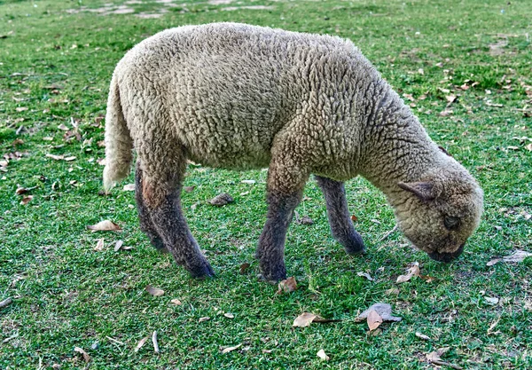 Çiftlik Arazisinde Otlayan Bir Koyunun Yakın Plan Fotoğrafı — Stok fotoğraf