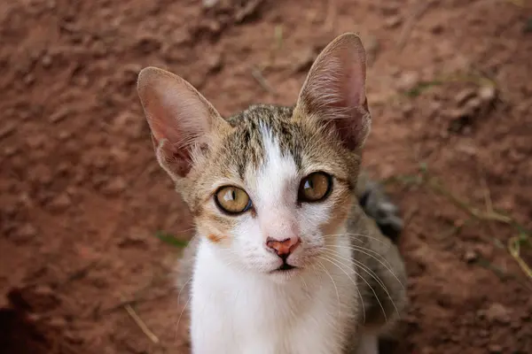 Primer Plano Lindo Gatito Mirando Cámara Aire Libre — Foto de Stock