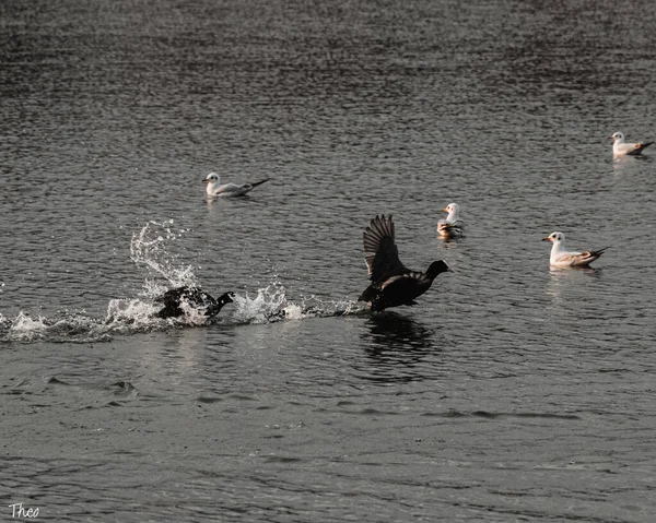 Priveliște Frumoasă Rațelor Înotând Lac — Fotografie, imagine de stoc
