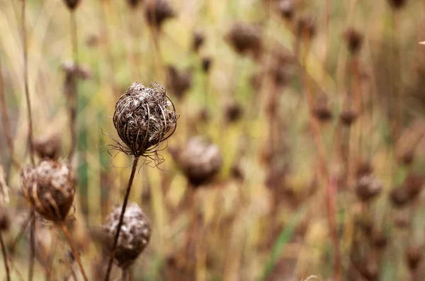 フィールド内の植物の成長の選択的フォーカスショット — ストック写真
