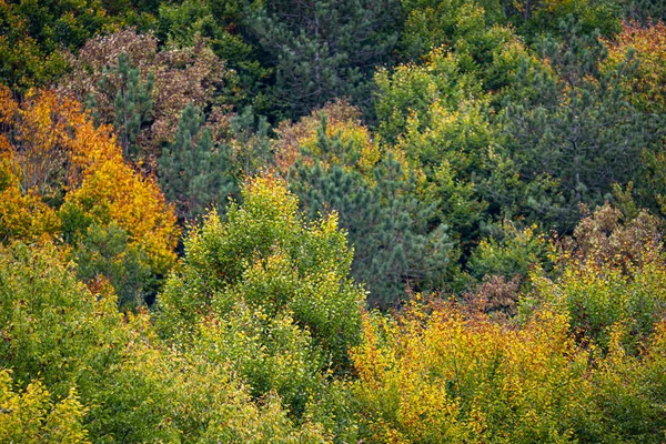 Spokojny Krajobraz Lasów Czerwonymi Złotymi Drzewami Jesieni — Zdjęcie stockowe