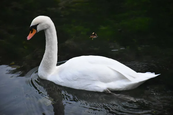 Primer Plano Hermoso Cisne Nadando Lago Durante Día —  Fotos de Stock