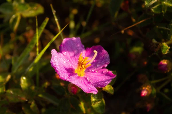 Primer Plano Una Hermosa Flor Con Gotas Lluvia Floreciendo Jardín — Foto de Stock