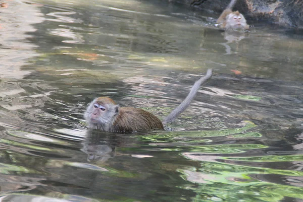 High Angle Shot Monkey Swimming Lake Day — 图库照片