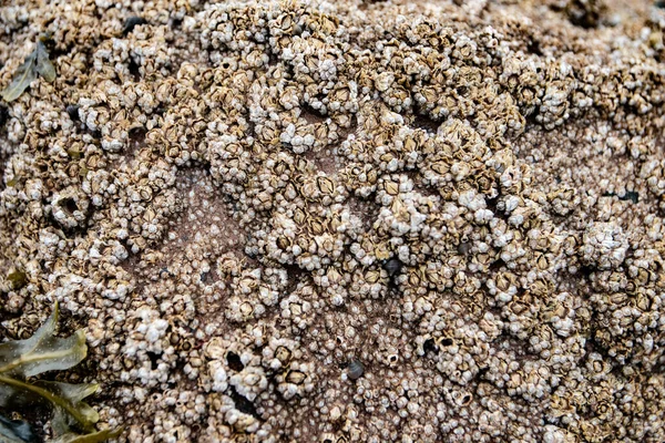 Closeup Shot Textured Barnacles — Stockfoto