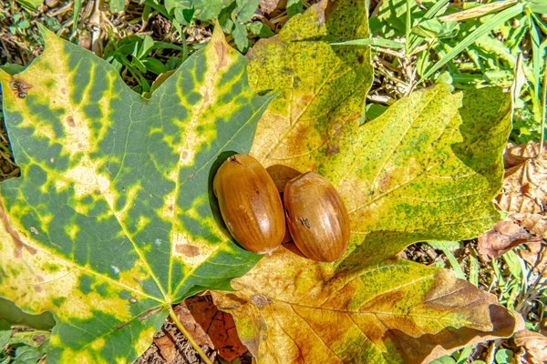 Uzavřený Záběr Žalud Podzimní Listí Lese — Stock fotografie