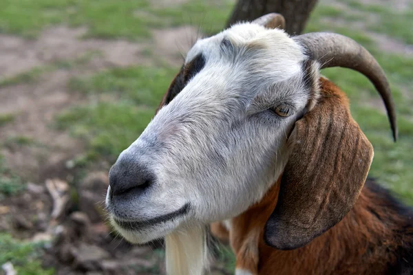 Nahaufnahme Einer Ziege Auf Einem Ackerland — Stockfoto