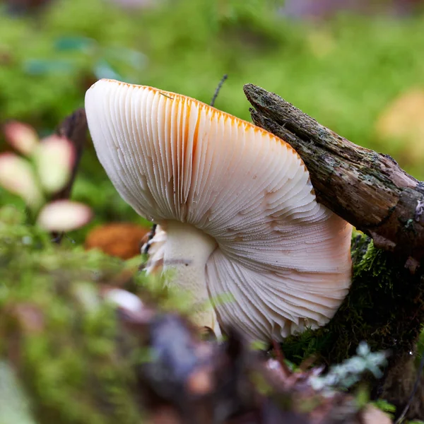 Närbild Bild Rustik Fjällig Trikolom Tricholoma Vaccinum Svamp Skog — Stockfoto