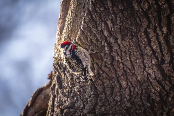 Bir Ağaç Kabuğunda Oturan Çizgili Göğüslü Ağaçkakan — Stok fotoğraf