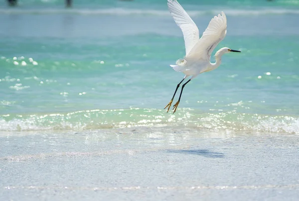 Ein Weißer Vogel Siesta Beach Sarasota Florida — Stockfoto
