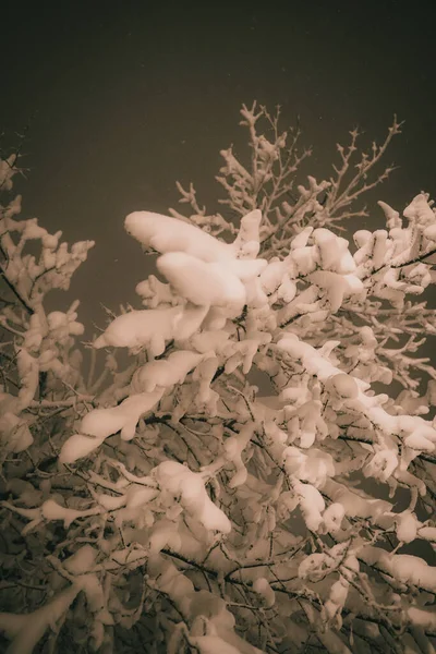 Vertical Shot Tree Covered Snow Starry Skies — Stock Photo, Image