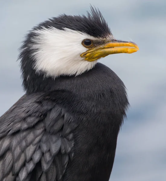 Gros Plan Petit Cormoran Bigarré Fond Flou — Photo