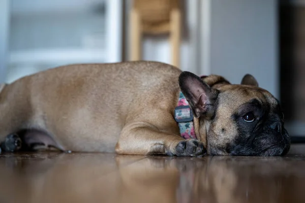 Closeup Shot Cute Brown French Bulldog Lying Floor — Stock Photo, Image