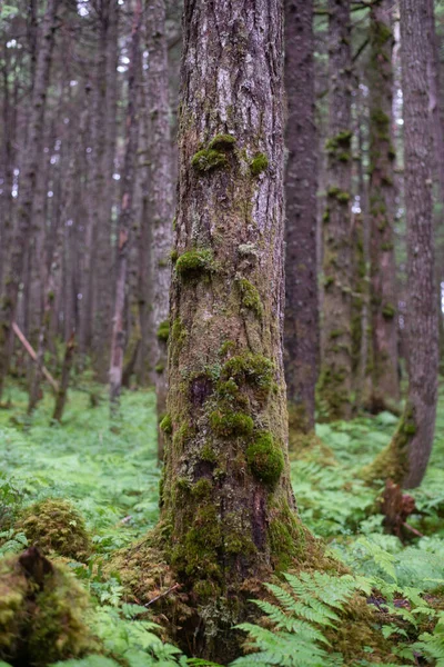 Paisaje Forestal Que Rodea Anchorage Alaska —  Fotos de Stock