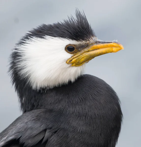 Gros Plan Petit Cormoran Bigarré Fond Flou — Photo