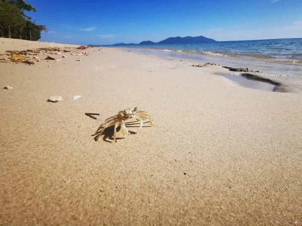 Landscape View Beach Waves Crabs Sand — Stockfoto