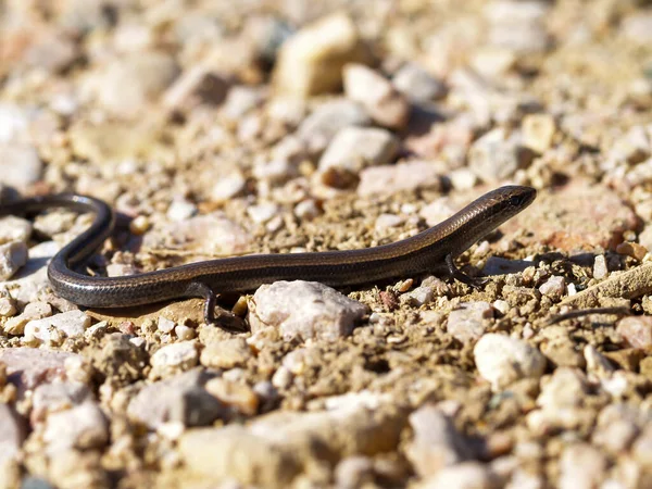 Egy Közeli Felvétel Egy Európai Réz Skink Ablepharus Kitaibelii Homokos — Stock Fotó